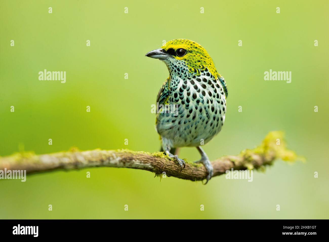 Tanager moteado Foto de stock