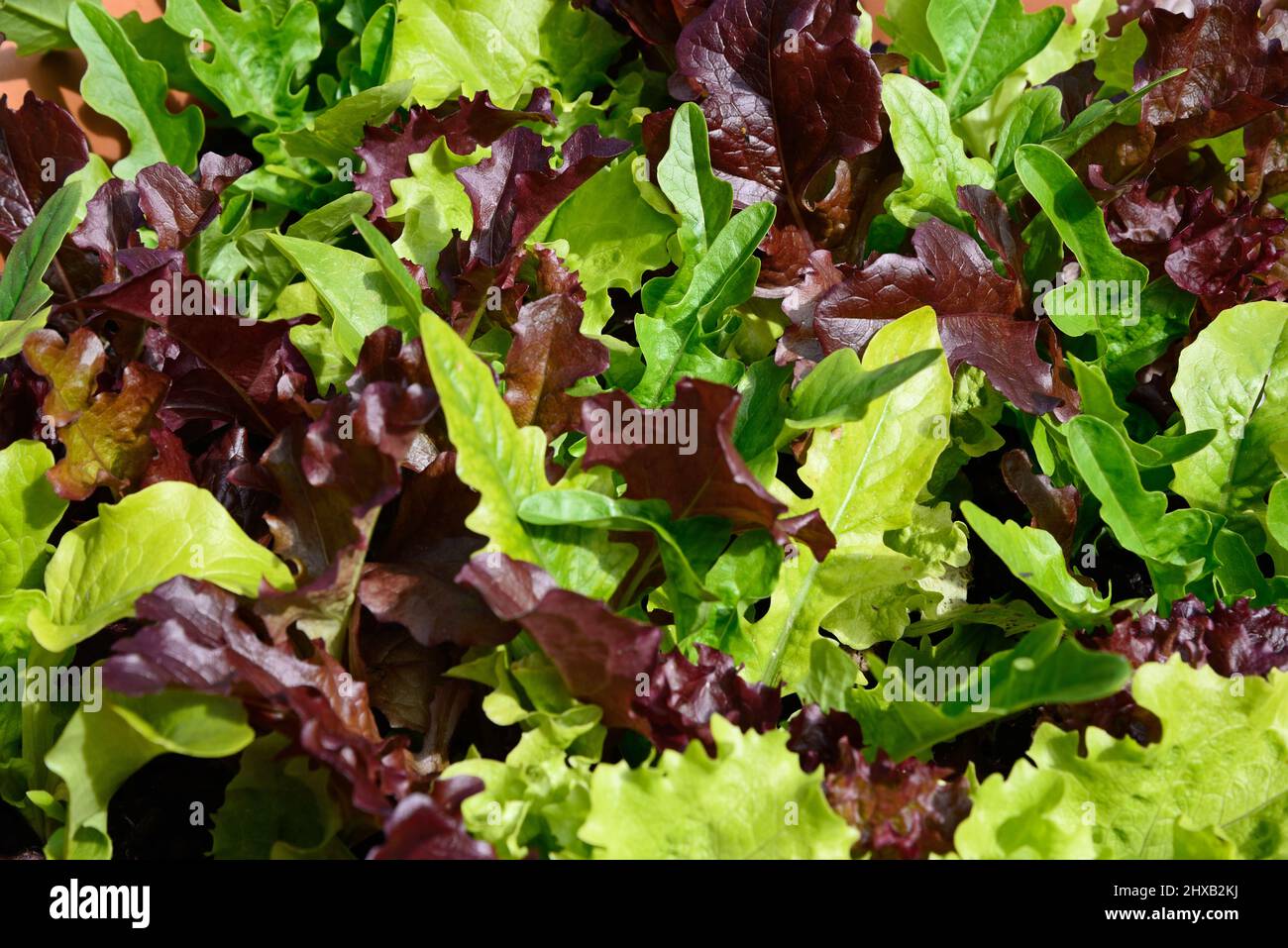 Corte y vuelva a venir Plántulas de lechuga Salad Bowl, Staffordshire, Inglaterra, Reino Unido, Europa. Foto de stock