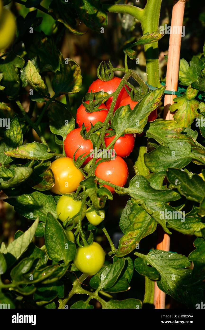 Los tomates de Mountain Magic maduran en la planta, Staffordshire, Inglaterra, Reino Unido, Europa. Foto de stock