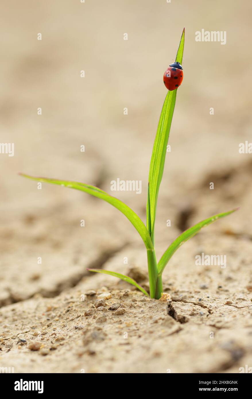 Ladybug en planta smal que crece de suelo seco agrietado. Nuevo concepto de vida. Foto de stock