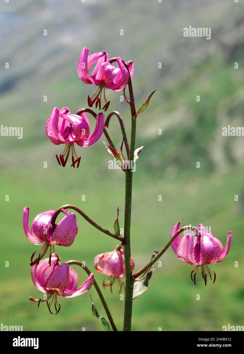 Flor de montaña Martagon Lily (Lilium martagon) en el Parque Nacional Gran Paradiso. Valle de Aosta, Italia. Foto de stock