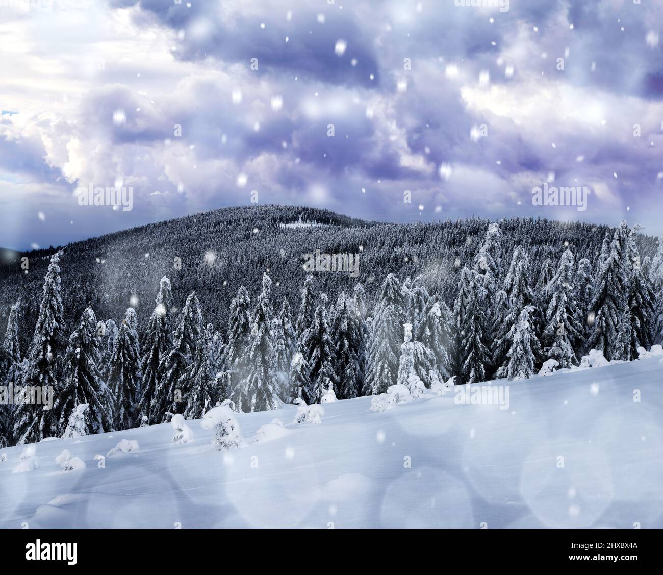 Paisaje nevado de invierno en el Parque Nacional de Sumava, vista sobre el monte Mustek desde la cima de la montaña Pancir, República Checa. Foto de stock