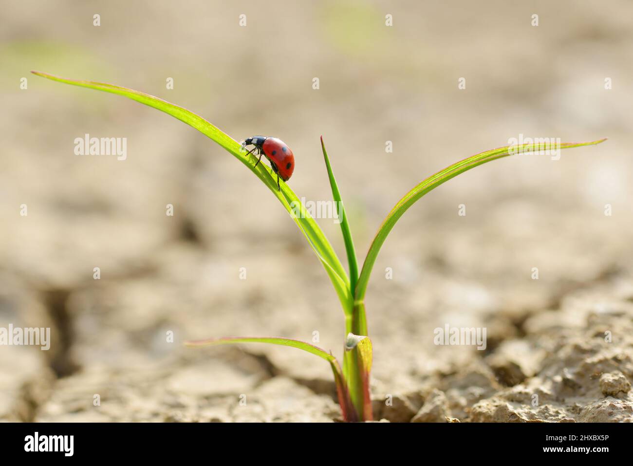 Ladybug en planta smal que crece de suelo seco agrietado. Nuevo concepto de vida. Foto de stock