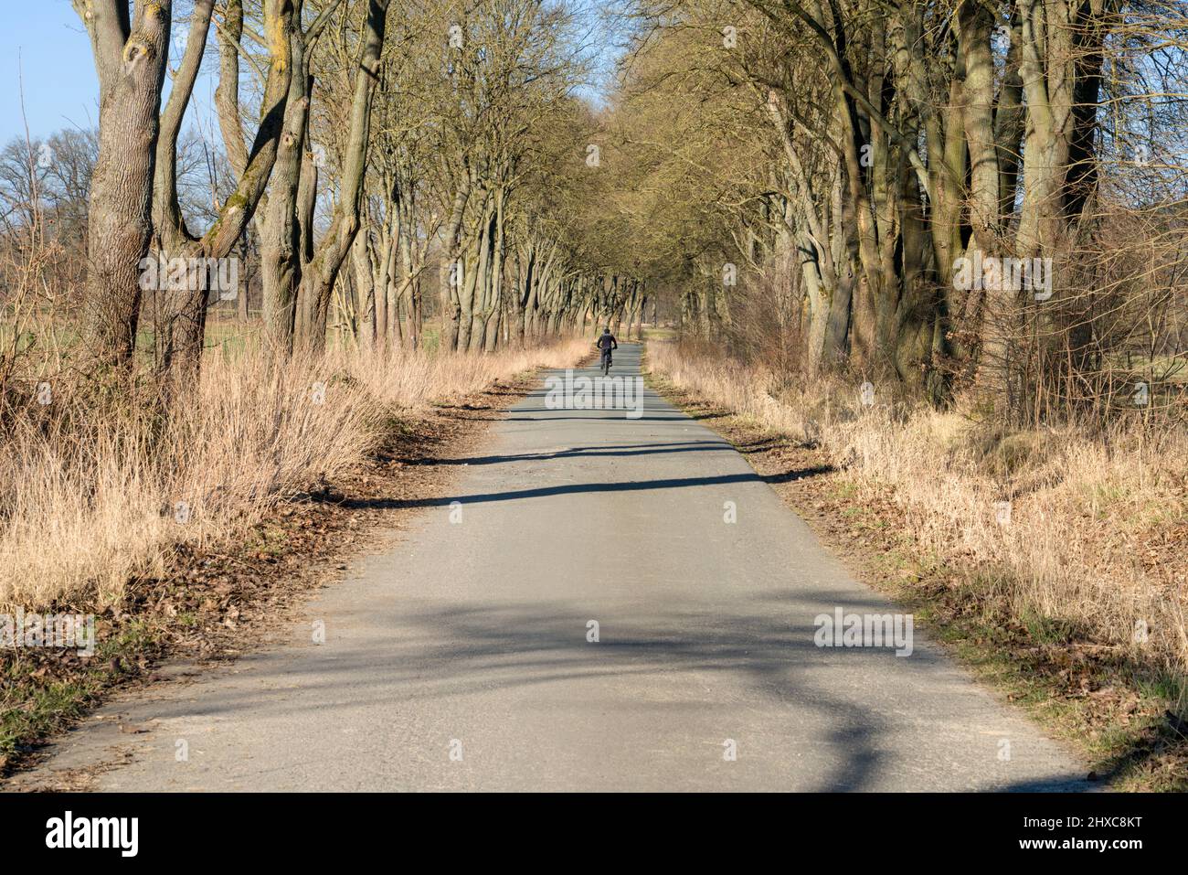 Bikeway con robles cerca del dominio estatal Beberbeck, Hofgeismar, distrito de Kassel, Hesse, Alemania Foto de stock