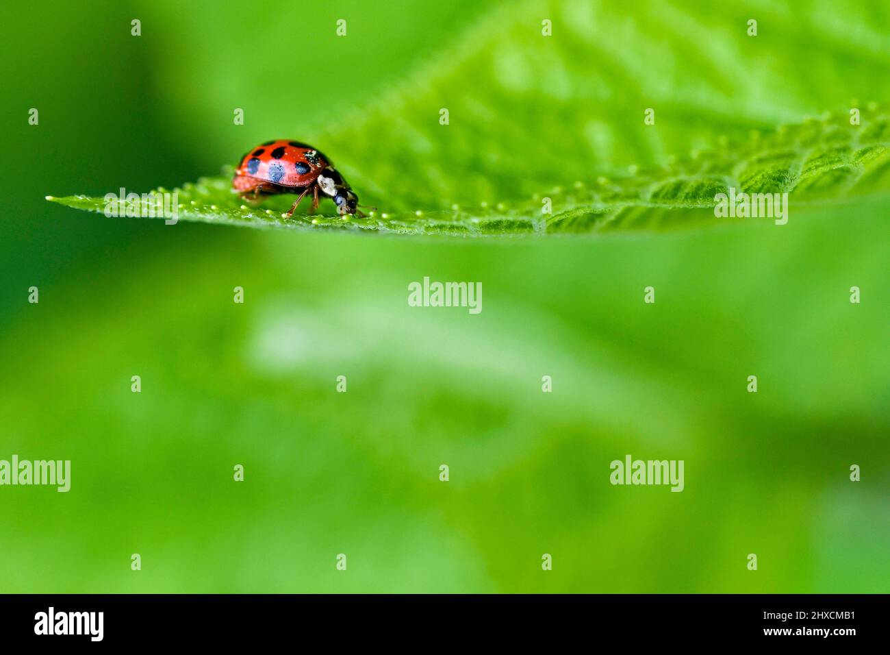 Coccinellidae, ladybug, coleoptera, escarabajo volador Foto de stock