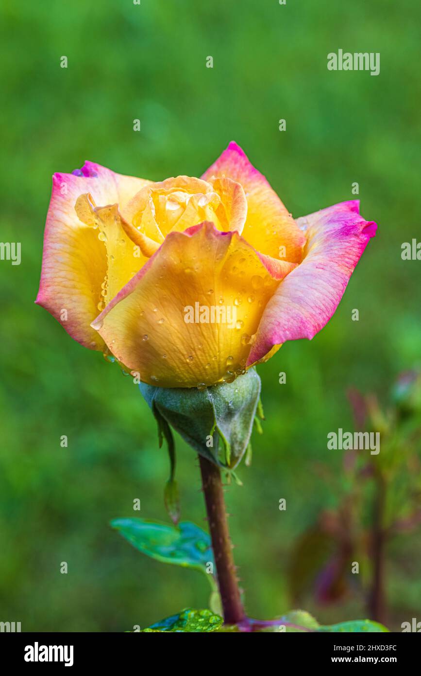 Rosa en el jardín, húmedo, gotas de agua Foto de stock