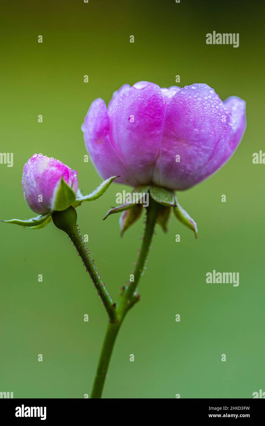 Gota de agua en flor fotografías e imágenes de alta resolución - Página 2 -  Alamy