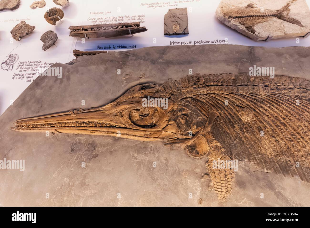 Inglaterra, Dorset, Kimmeridge, The Etches Collection Museum of Jurassic Marine Life, exposición de un esqueleto fosilizado de ictiosaurio Foto de stock