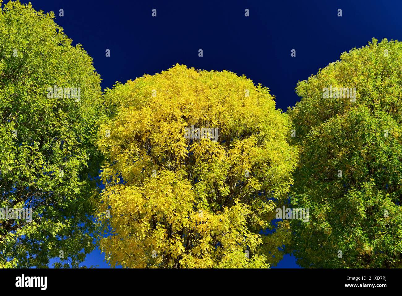 Árboles con intenso follaje colorido y brillante, Feurs, Francia Foto de stock