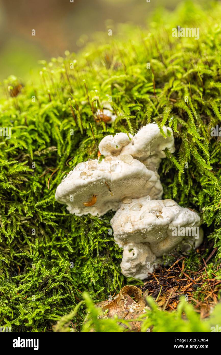 Un hongo de tinder crece en madera muerta con guttation Foto de stock