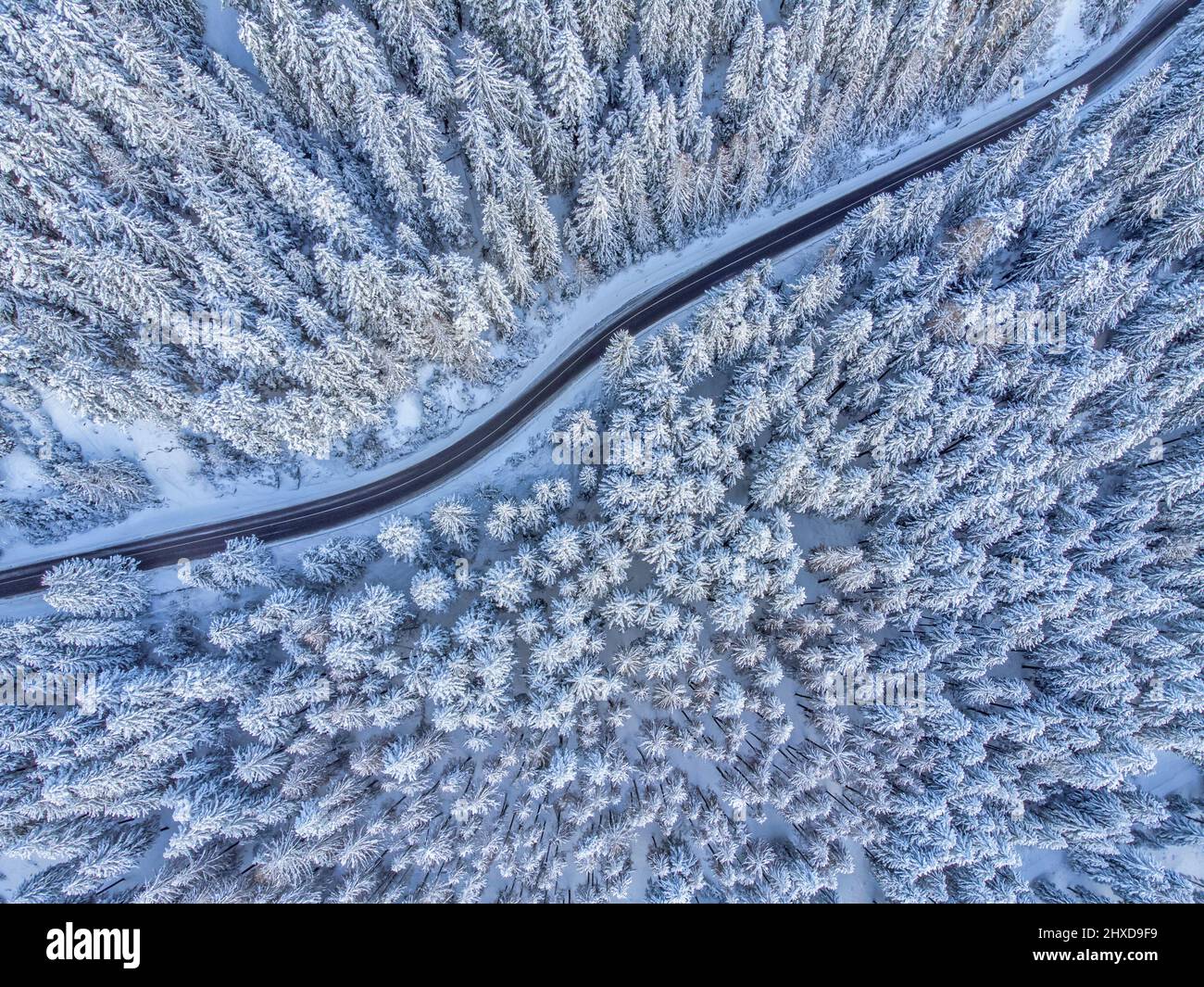 Europa, Italia, Veneto, provincia de Belluno, Dolomitas, carretera de montaña que cruza un bosque de coníferas después de una nevada, vista desde arriba Foto de stock