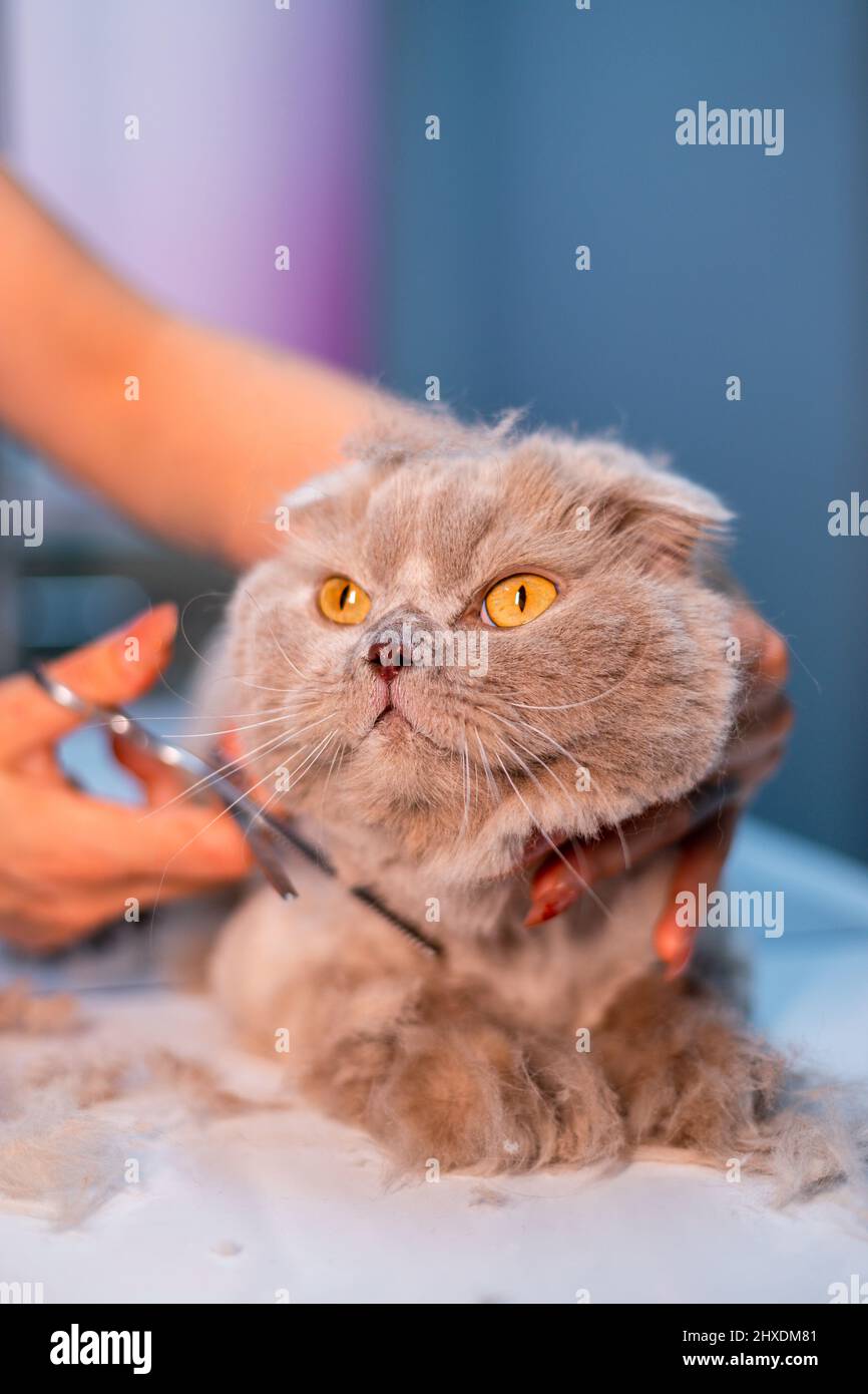 Corte de pelo de gato fotografías e imágenes de alta resolución - Alamy