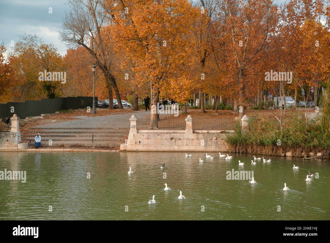 Una persona sentada en los escalones del aparcamiento frente al Jardin del Parterre mirando a los patos en el río Tajo en Aranjuez. Madrid. España, Foto de stock