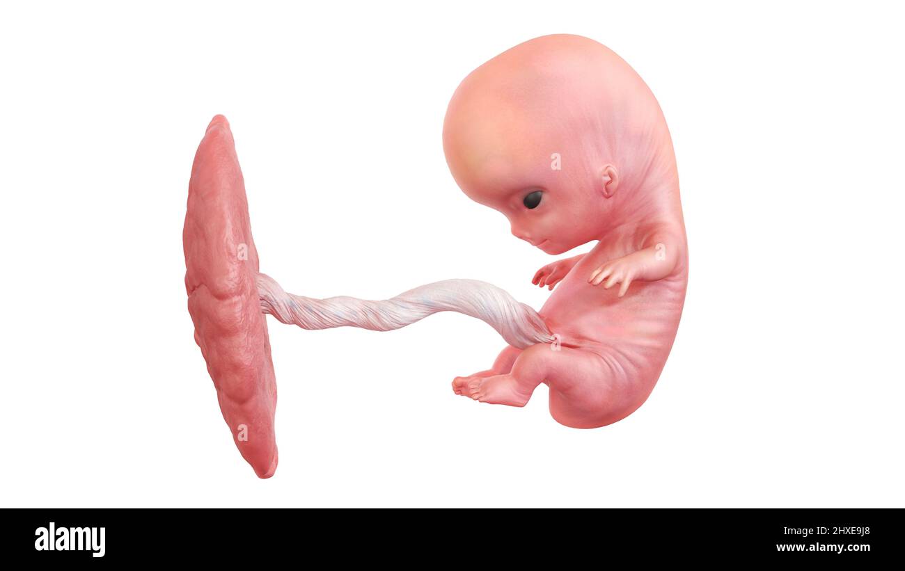 Feto 9 semanas fotografías e imágenes de alta resolución - Alamy Feto 9 semanas fotografías e imágenes de alta resolución - Alamy