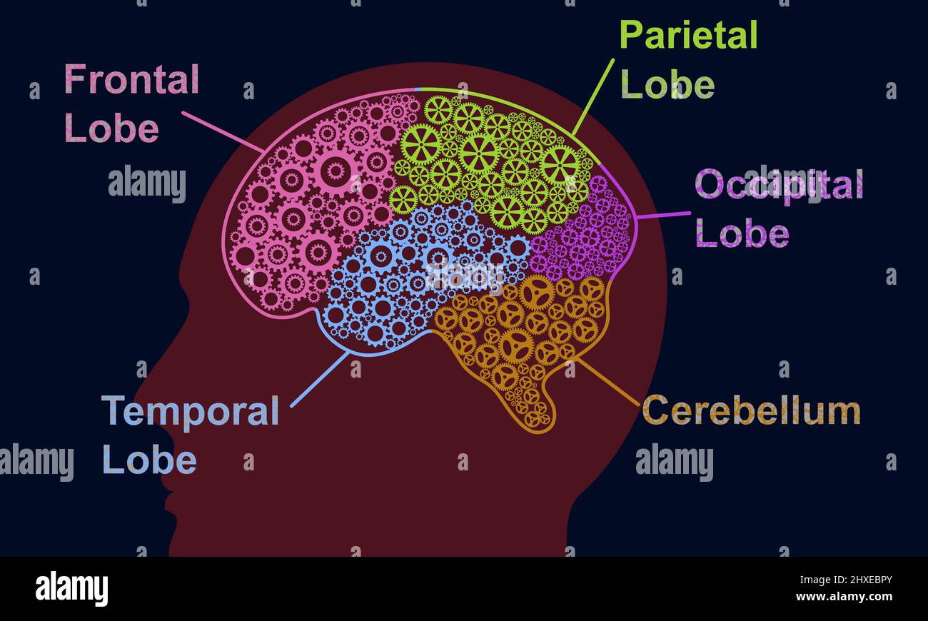 Lóbulos del cerebro en la silueta de la cabeza del hombre. Idea de engranaje cerebral con cinco partes infográficas. Concepto de ciencia y creatividad. Foto de stock