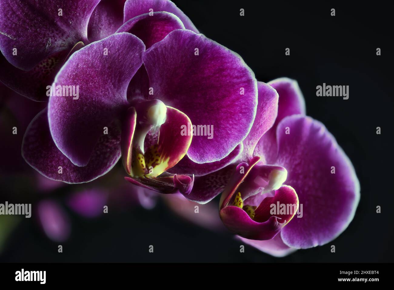 Rosa y orquídea lavanda de cerca sobre un fondo negro. Según la leyenda  maorí, las orquídeas son de origen divino Fotografía de stock - Alamy