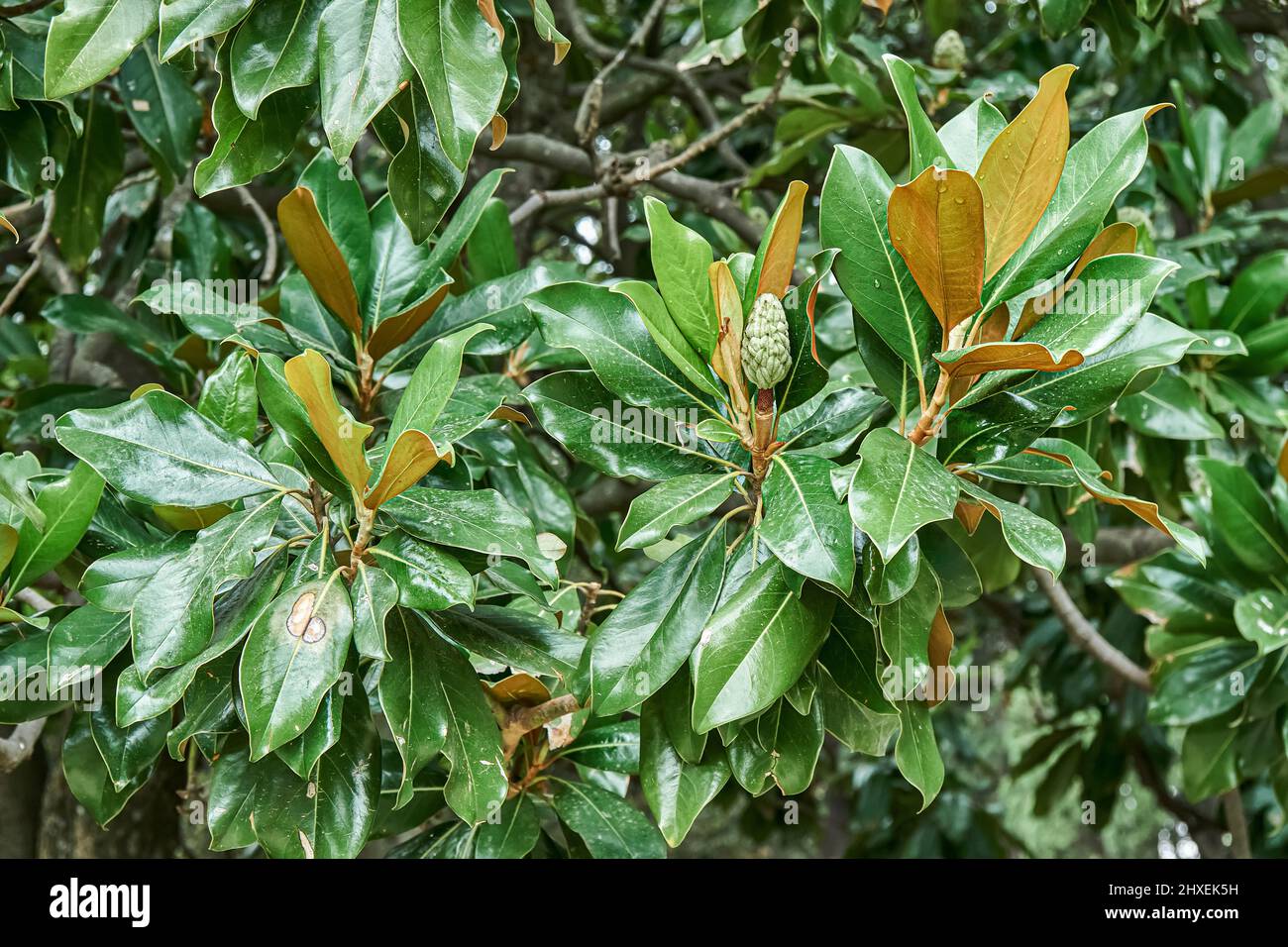 Ramas de magnolia perenne con frondosas hojas verdes en el jardín botánico  el día de la primavera cerca de la vista. Maravilloso árbol tropical crece  en naturaleza salvaje Fotografía de stock -