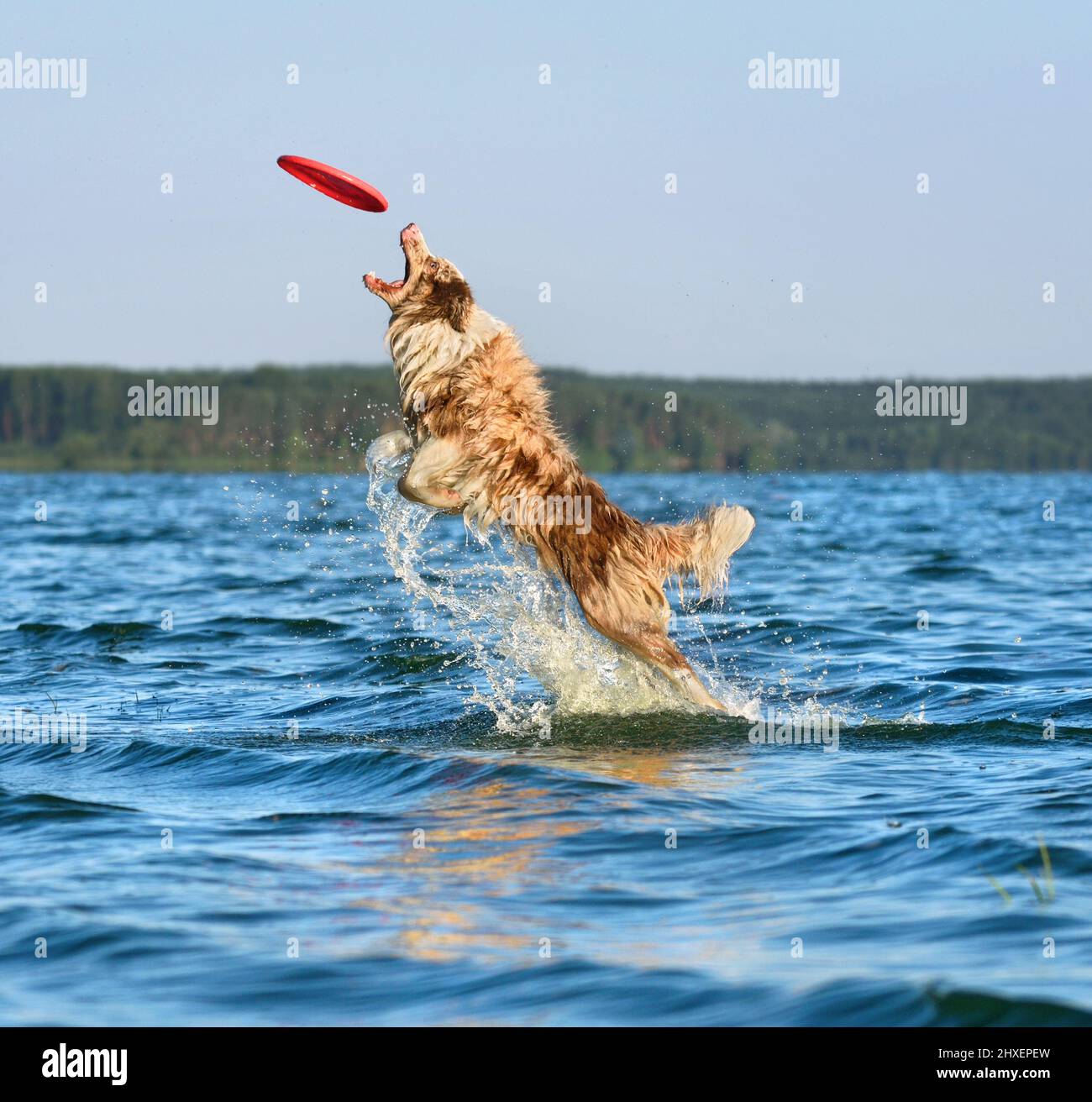Perro Collie De Frontera En Salto Captura Frisbee Perro Juega En Closeup  Stock de ilustración - Ilustración de persona, gato: 271894025