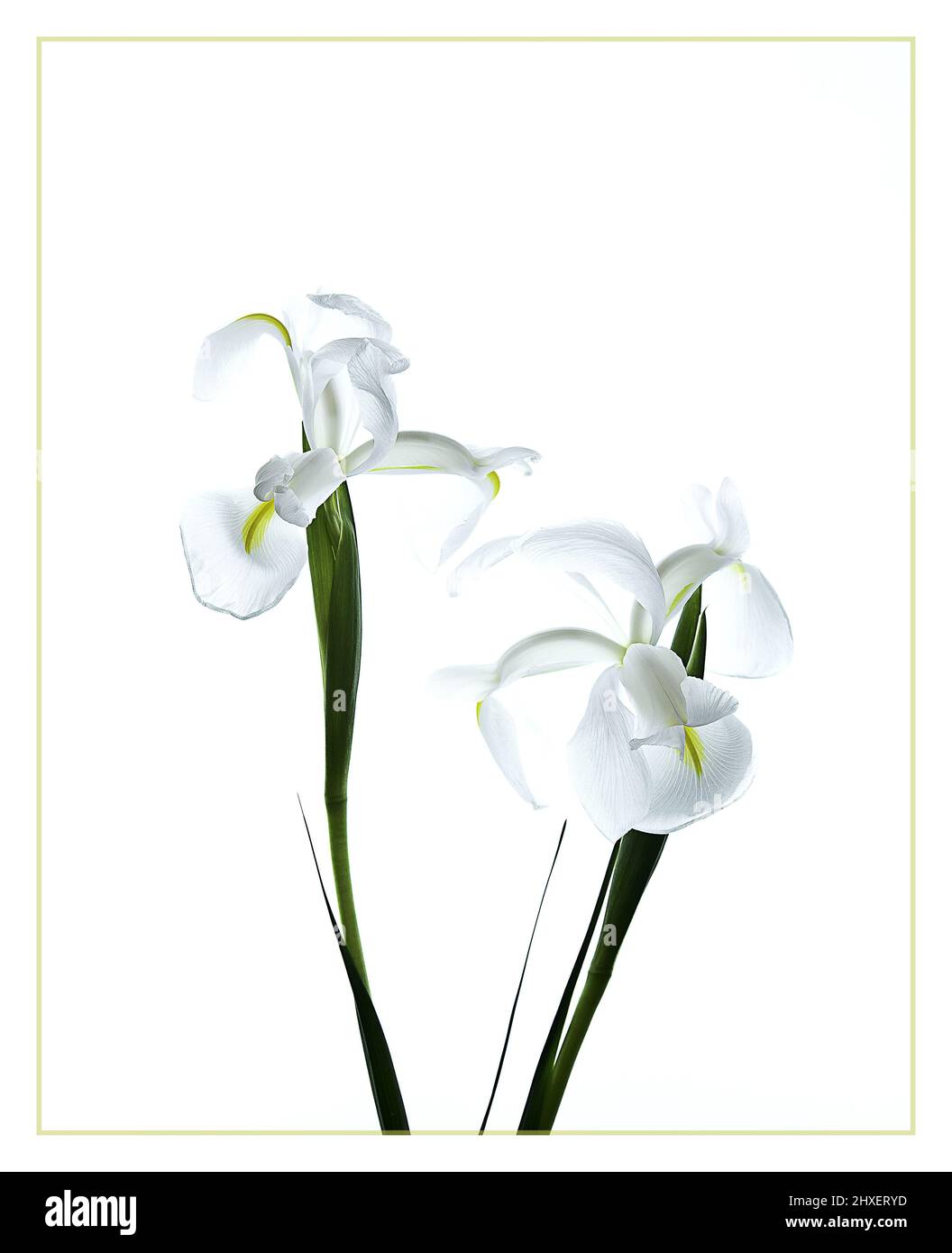 Iris holandés blanco Foto de stock