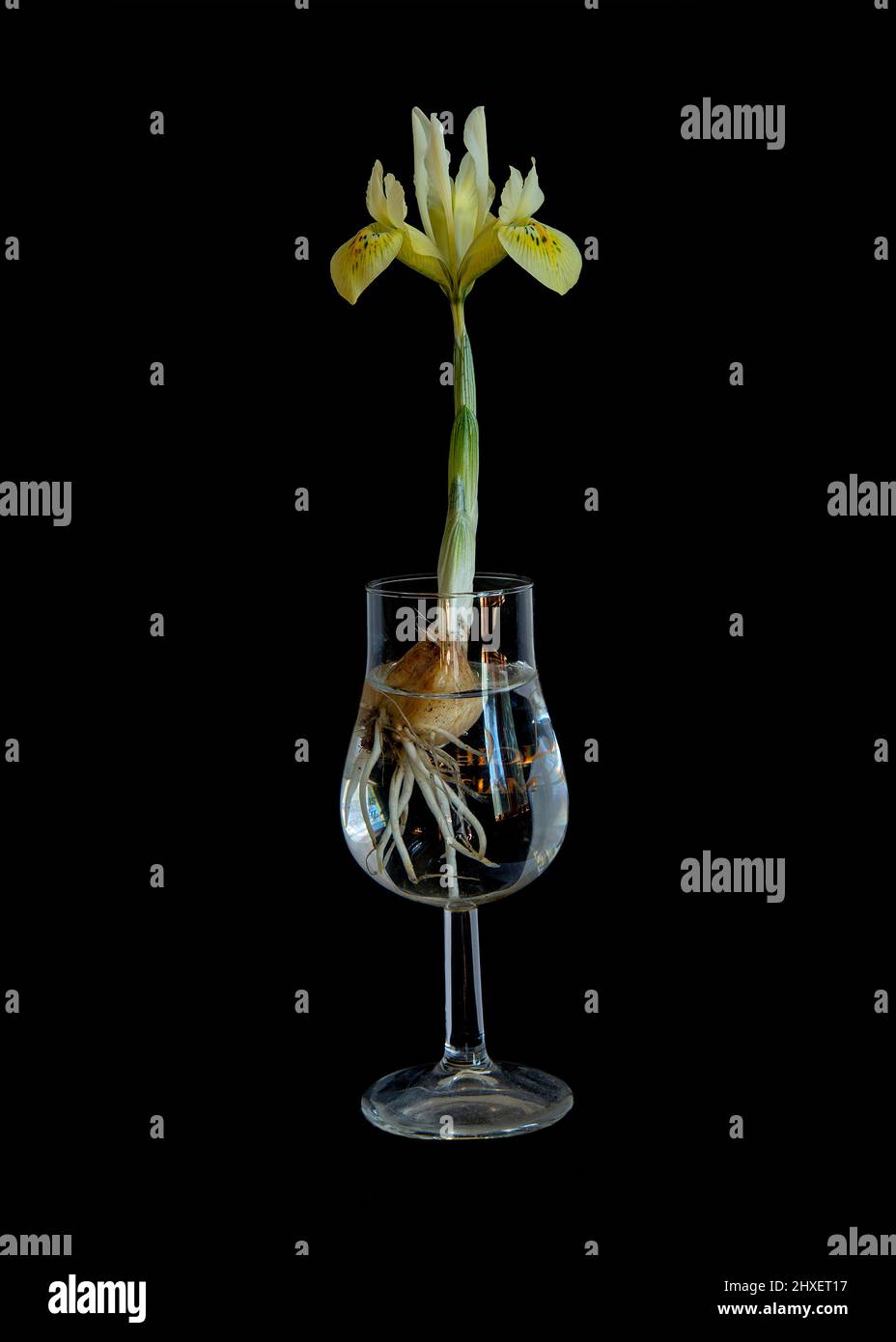 Iris en un vaso Foto de stock