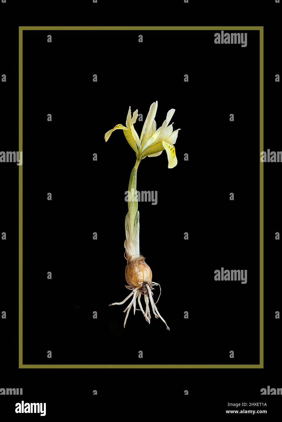 Iris reticulata Katherine's Gold Foto de stock