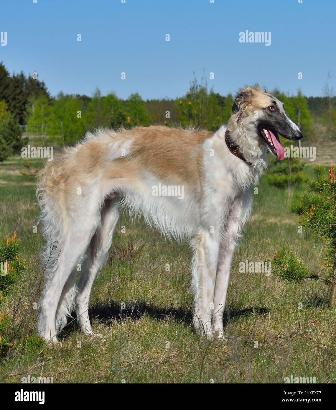 Perro de caza de lobo ruso fotografías e imágenes de alta resolución -  Página 2 - Alamy