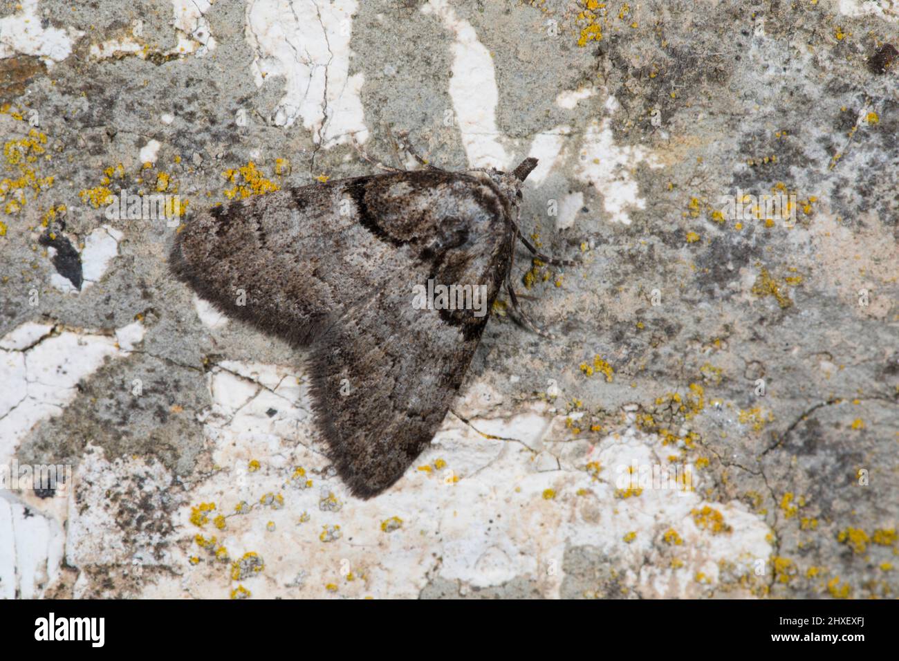 Moth de capa corta (Nola cucullatella) adulto descansando en una pared. Powys, Gales. Julio. Foto de stock