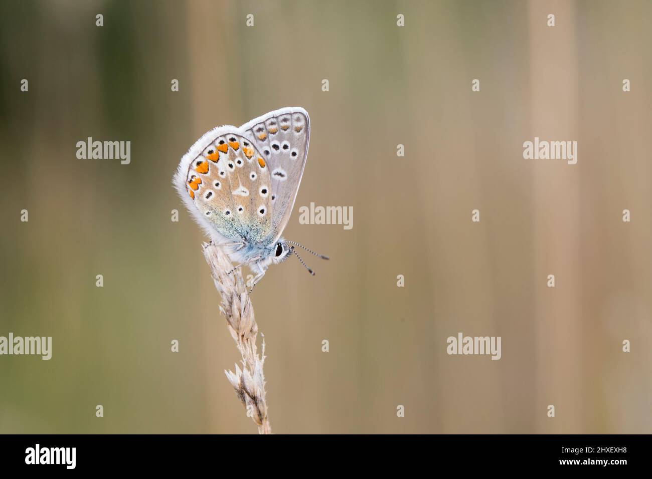 Mariposa azul común (Polyommatus icarus) macho adulto encaramado en un prado. Powys, Gales. Agosto. Foto de stock