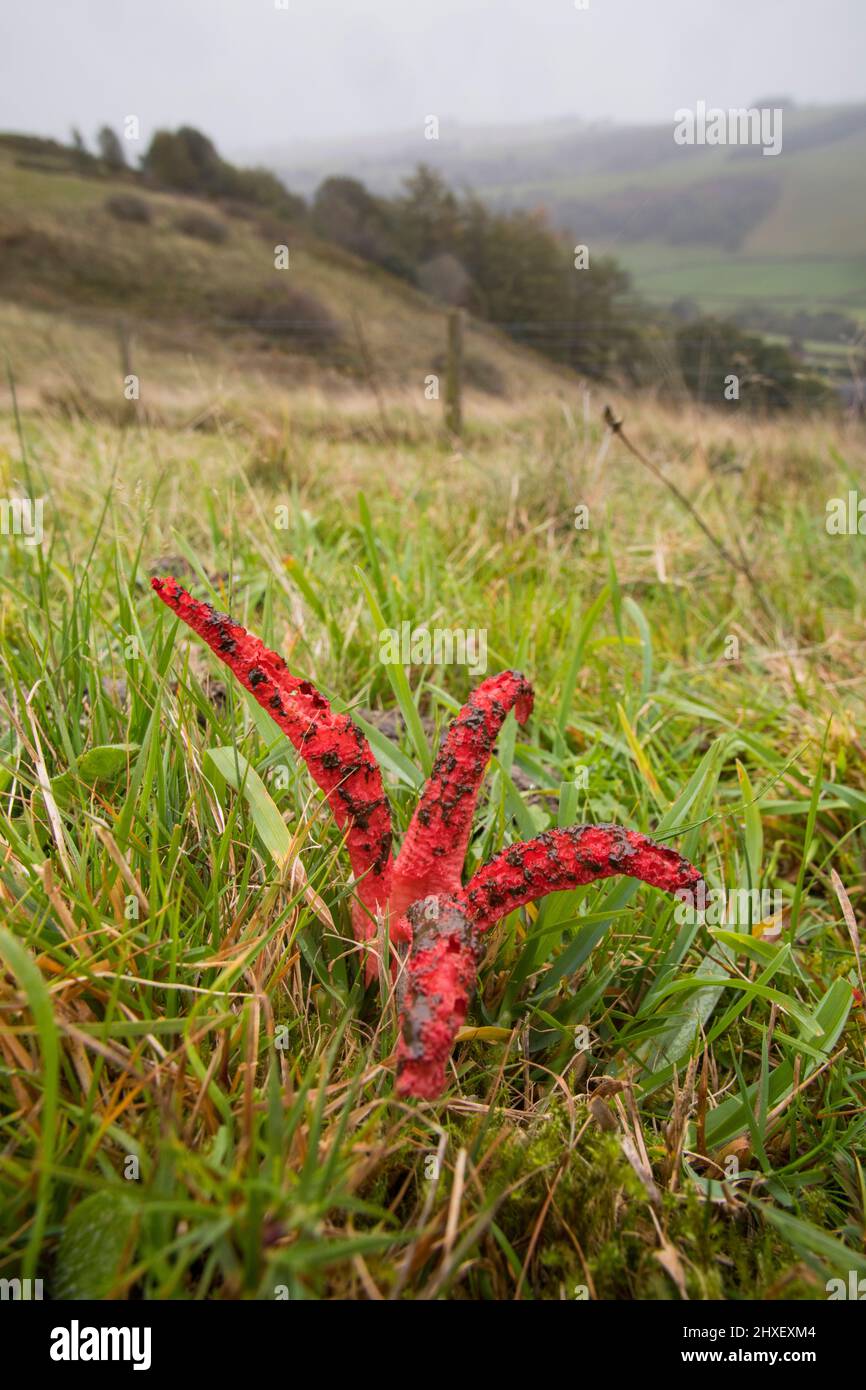 Los dedos del diablo (Clathrus archeri) hongo que fructifica el cuerpo en la pradera de la colina. Powys, Gales. Octubre. Foto de stock