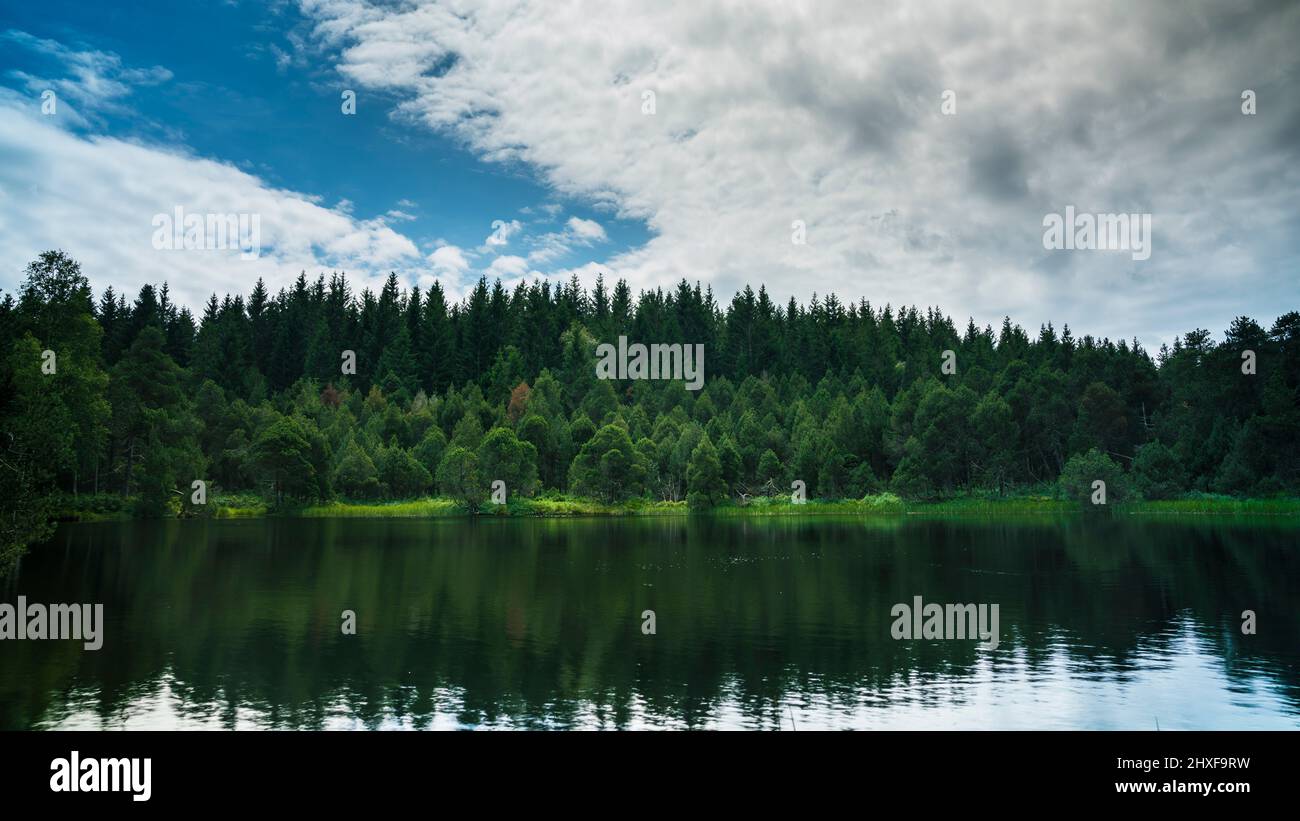 Alemania, los árboles de coníferas en el borde del bosque en la región de turismo de bosque negro que refleja en el agua silenciosa del lago en el día soleado Foto de stock