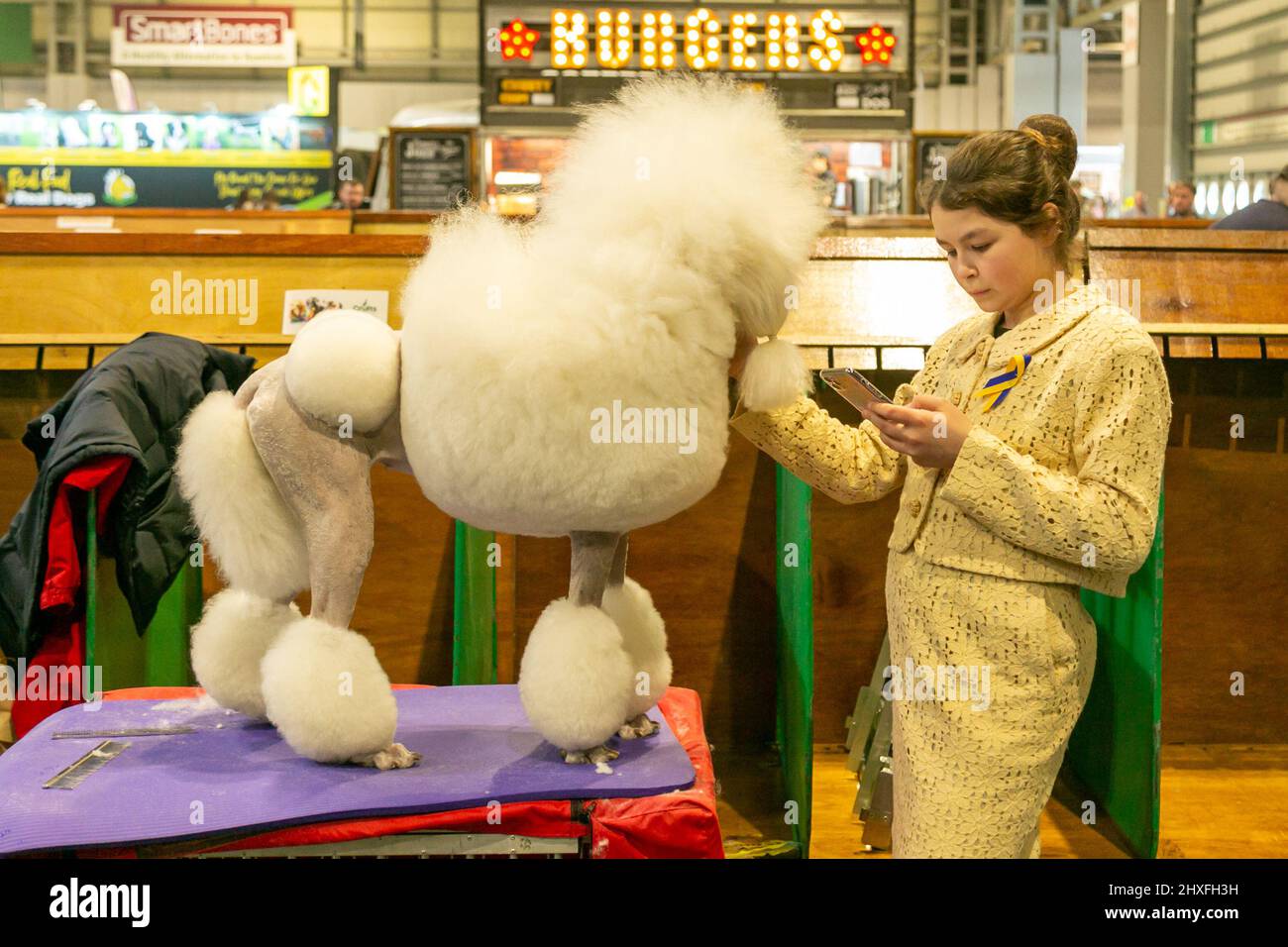 Perro poodle arreglado en Crufts Dog Show 2022 Foto de stock
