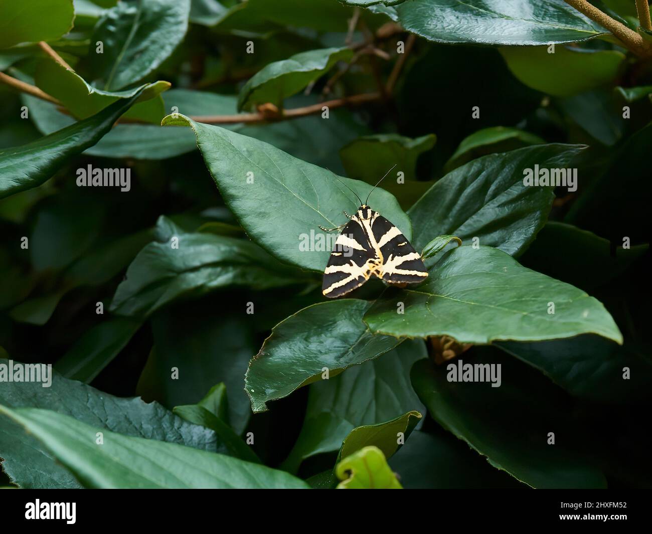 Un visitante inusual - un Jersey Tiger Moth - hace una parada para descansar en las ricas hojas verdes de un arbusto en Camden, Londres. Foto de stock