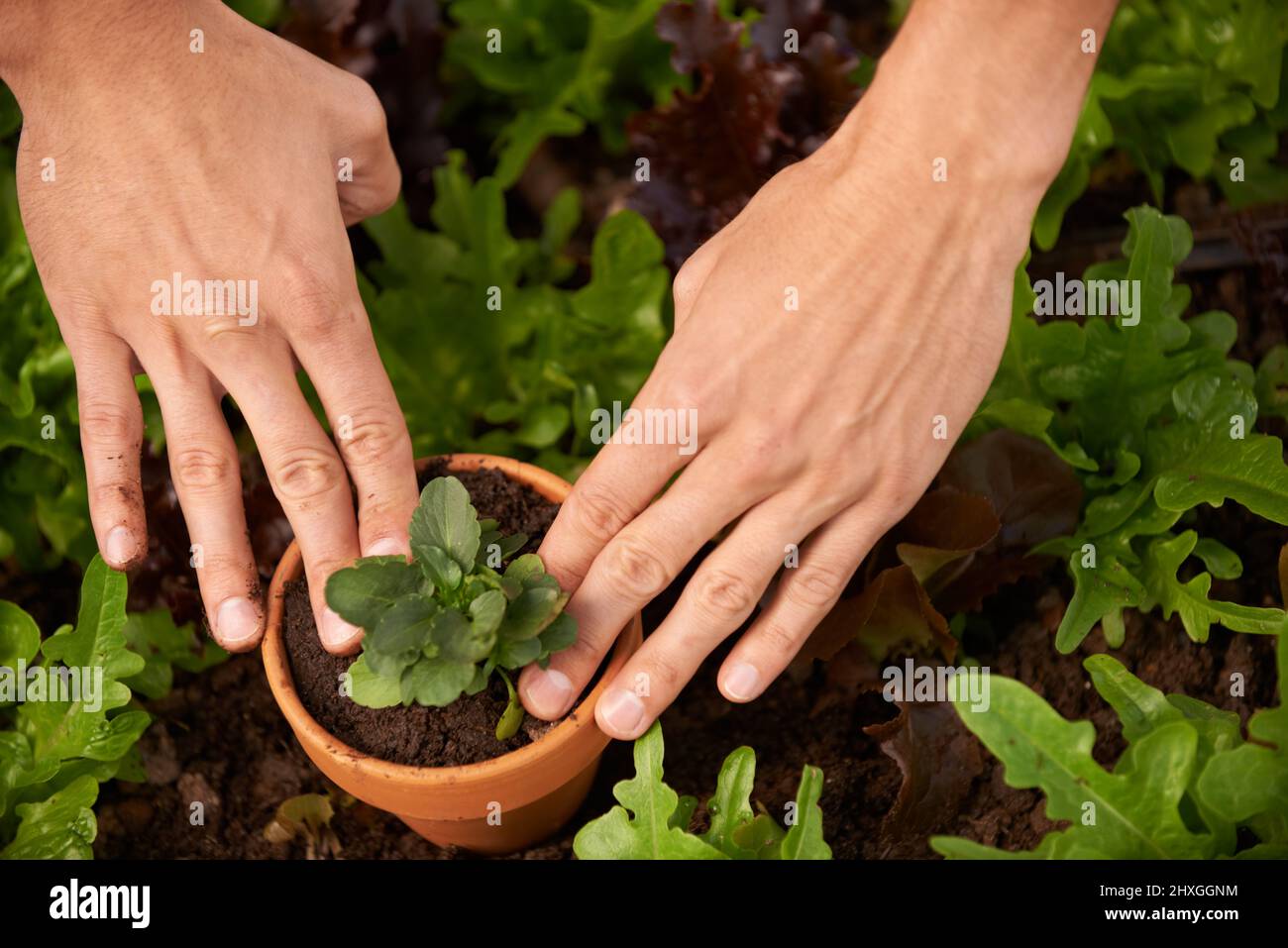 Ensuciando sus dedos. Tiro recortado de las manos de un hombre plantando algunos vegetales frondosos en una caja de jardín. Foto de stock