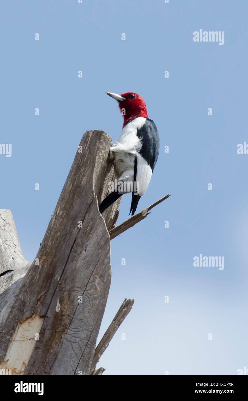 Pájaro carpintero de cabeza roja, Melanerpes erythrocephalus Foto de stock