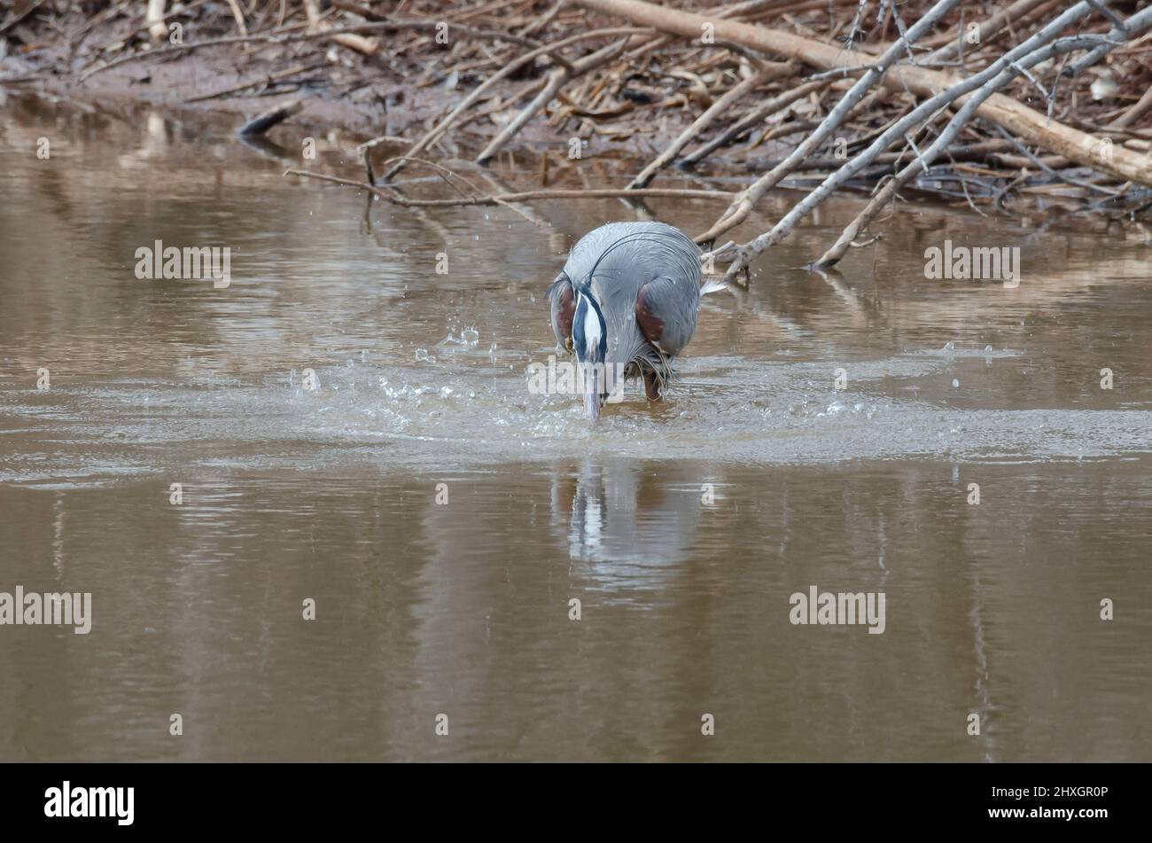 Gran Heron Azul, Ardea herodias, hundiéndose en busca de presa Foto de stock