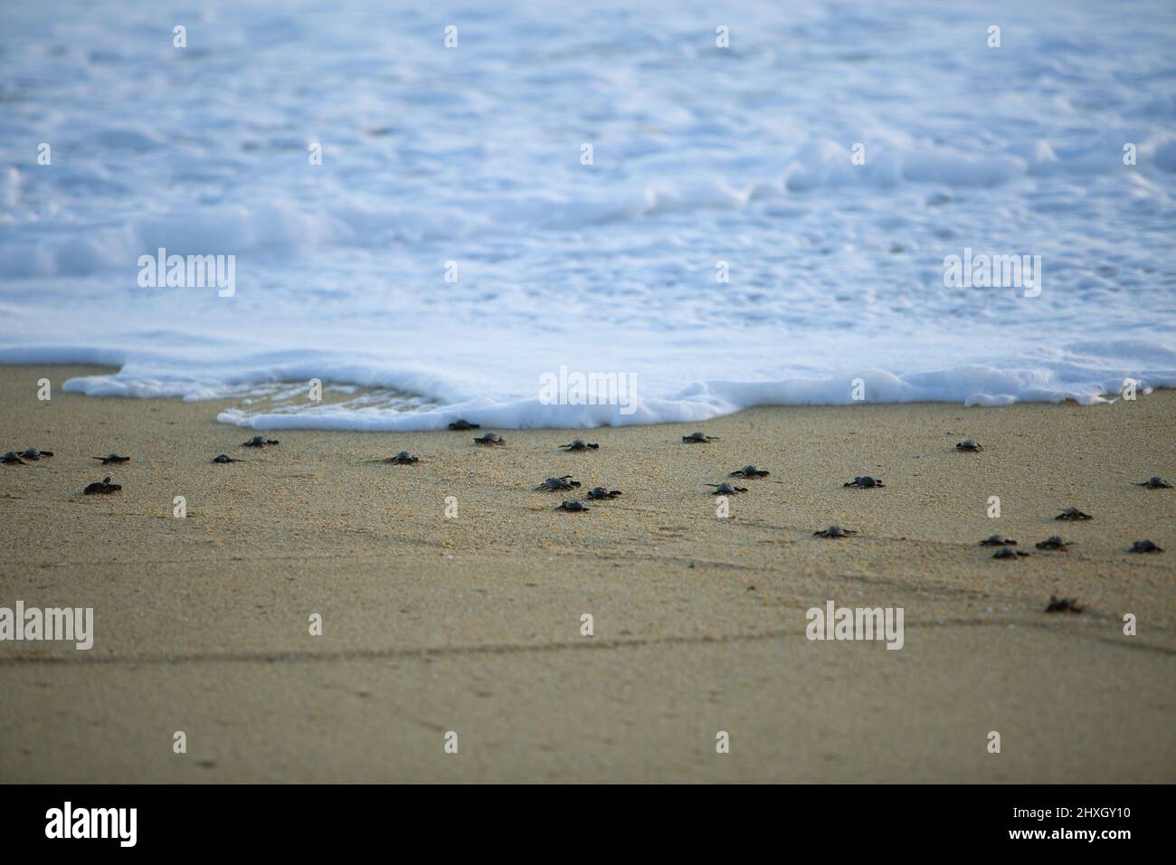 Las tortugas son liberadas en Pueblo Bonita Resort Quivera en el Océano Pacífico Foto de stock