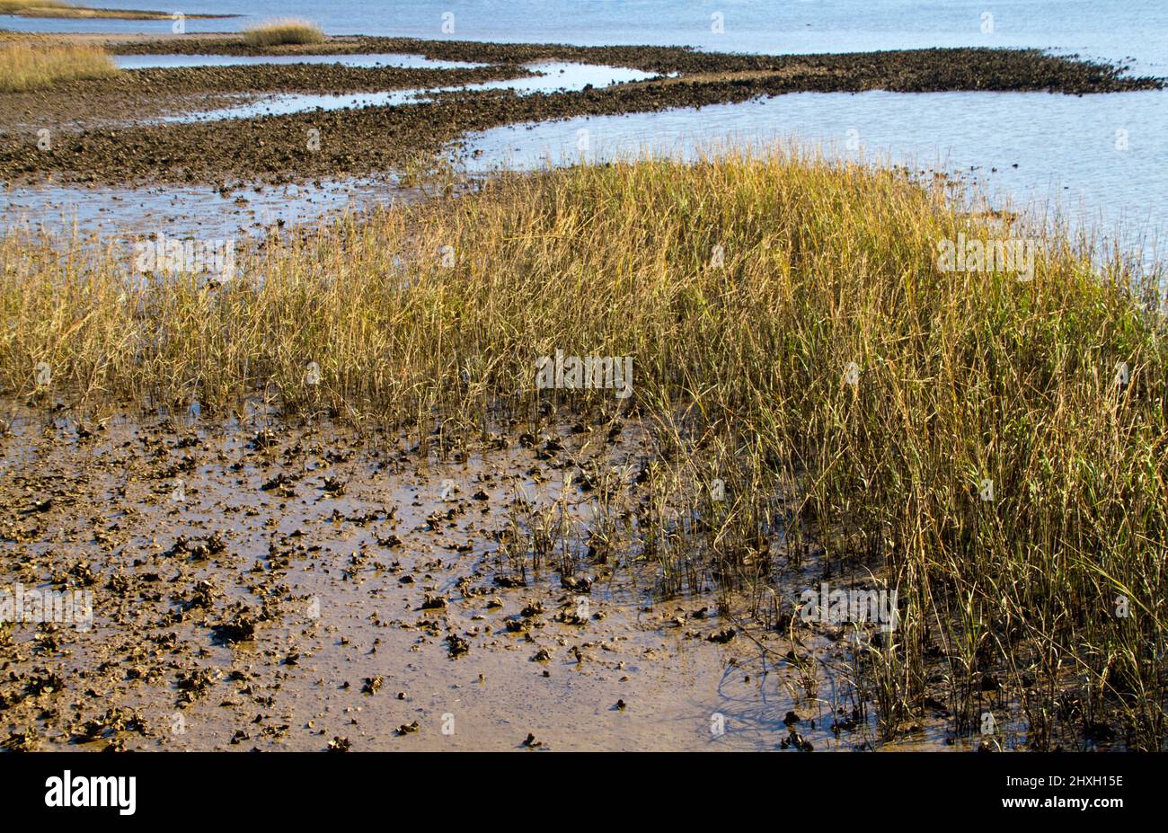 Ostras aguacultura en Carolina del Norte, con ostras siendo cultivadas en arrecifes de agua salada en la costa Foto de stock