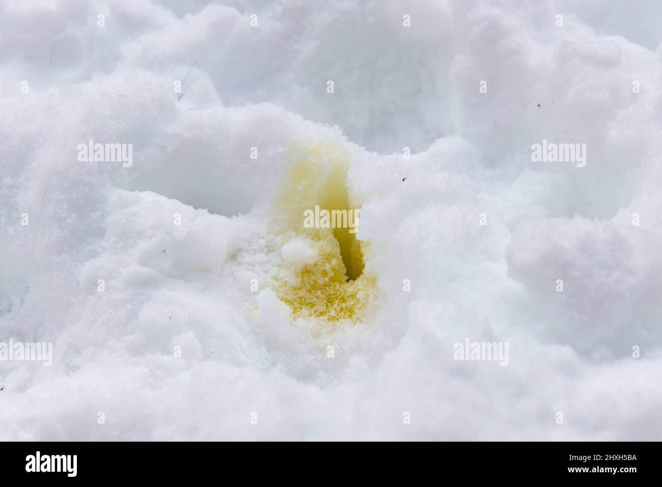 Orina de perro amarillo brillante o orina en un banco de nieve blanco. Foto de stock