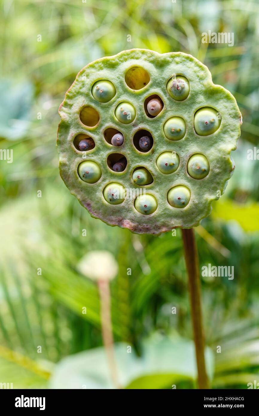Cabeza de semilla de flor de loto silvestre, Ubud, Isla de Bali, Indonesia. Imagen vertical. Foto de stock