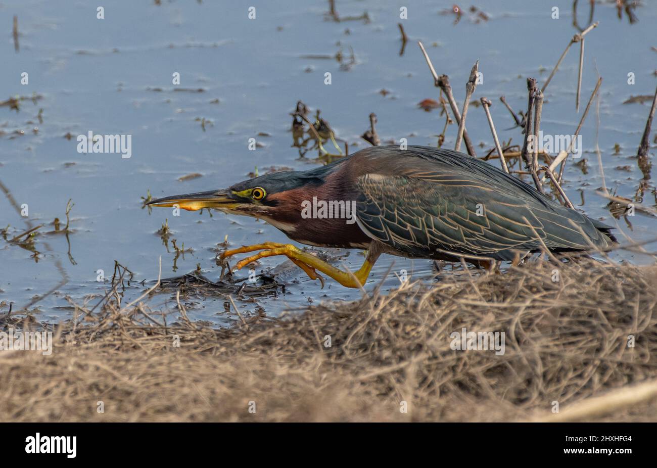 Verde Heron (Butorides virescens) vadeando en los humedales, acechando a la presa Foto de stock
