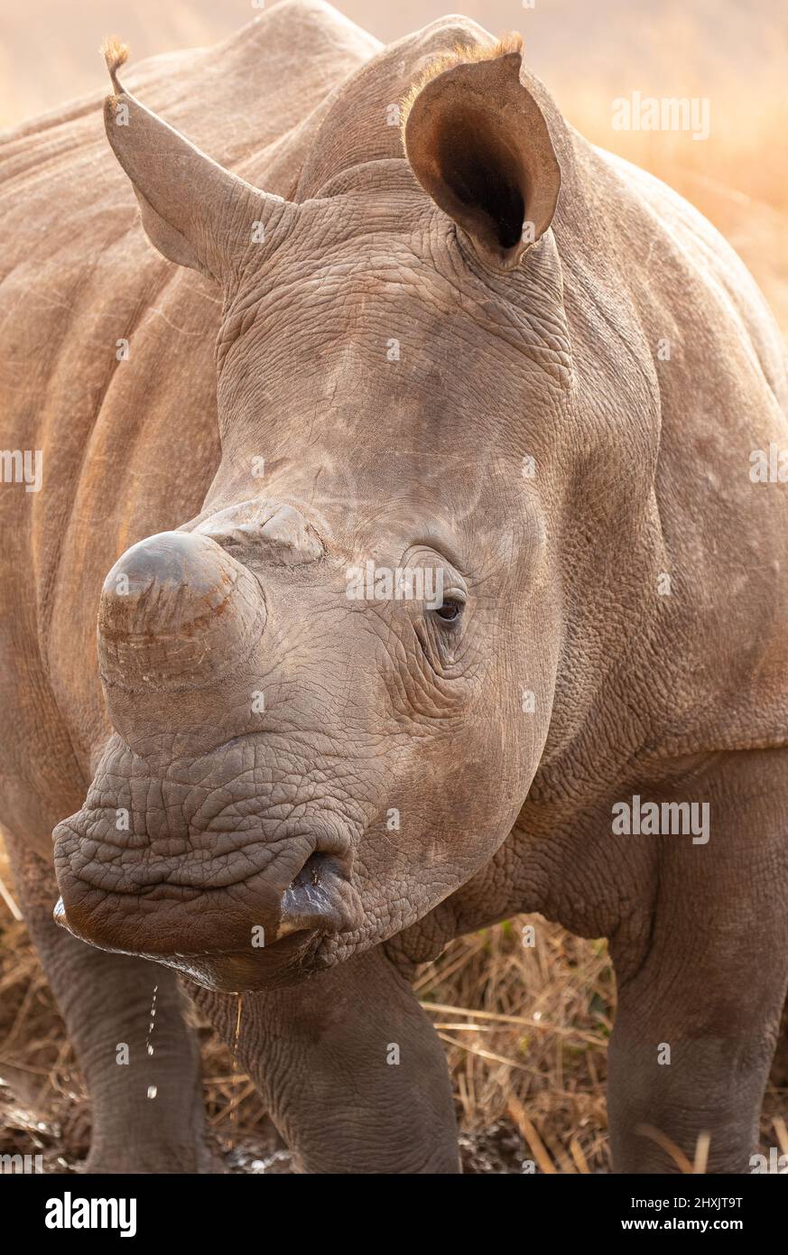 Dehorned White Rhino, Sudáfrica Foto de stock
