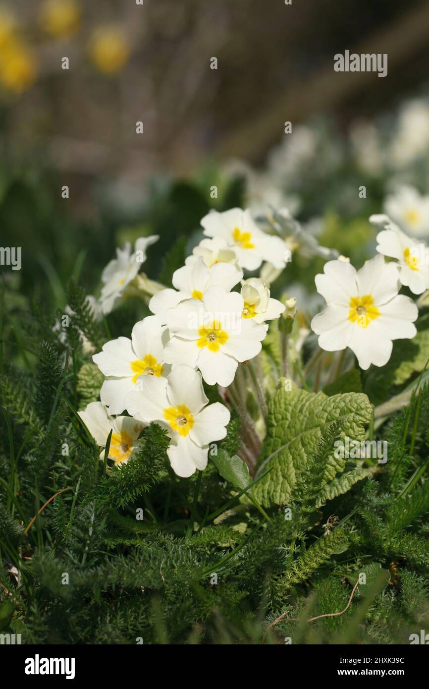 Primula vulgaris en el jardín. Foto de stock