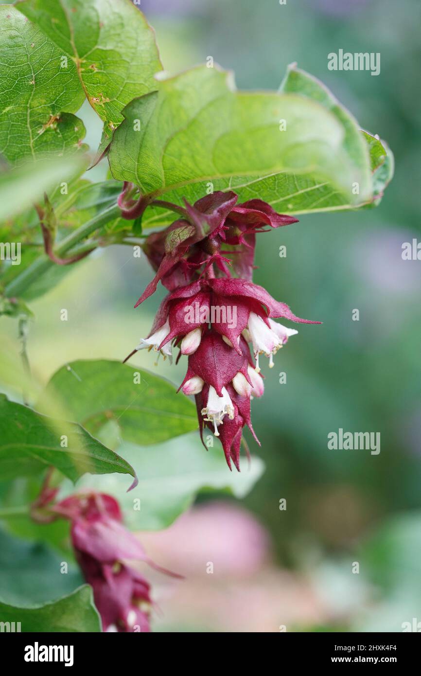 Leycesteria formosa. Flor Madreselva del Himalaya. Foto de stock