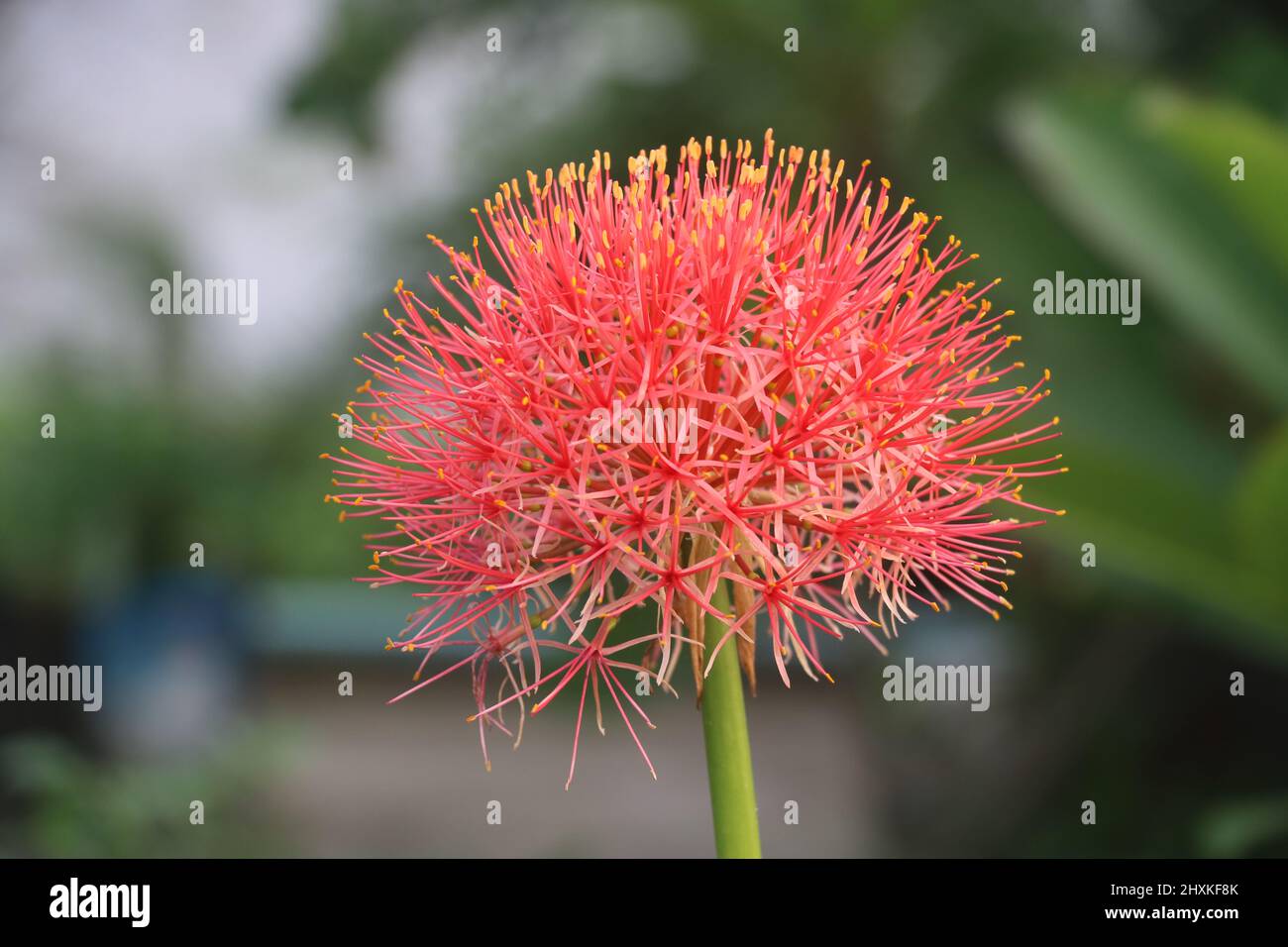 Lirio de bola de fuego fotografías e imágenes de alta resolución - Alamy Lirio de bola de fuego fotografías e imágenes de alta resolución - Alamy