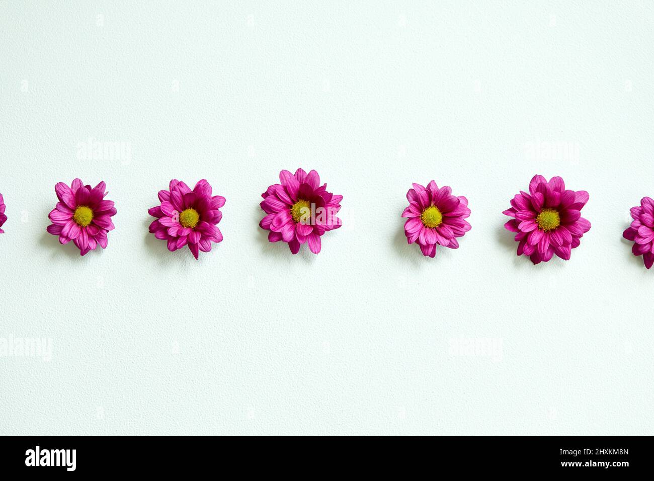 Toma creativa mínima de Daisy rosa brillante aislada sobre fondo blanco. Flores Primer plano. Para el diseño. Naturaleza. Flor, flores, concepto de flora. plano l Foto de stock
