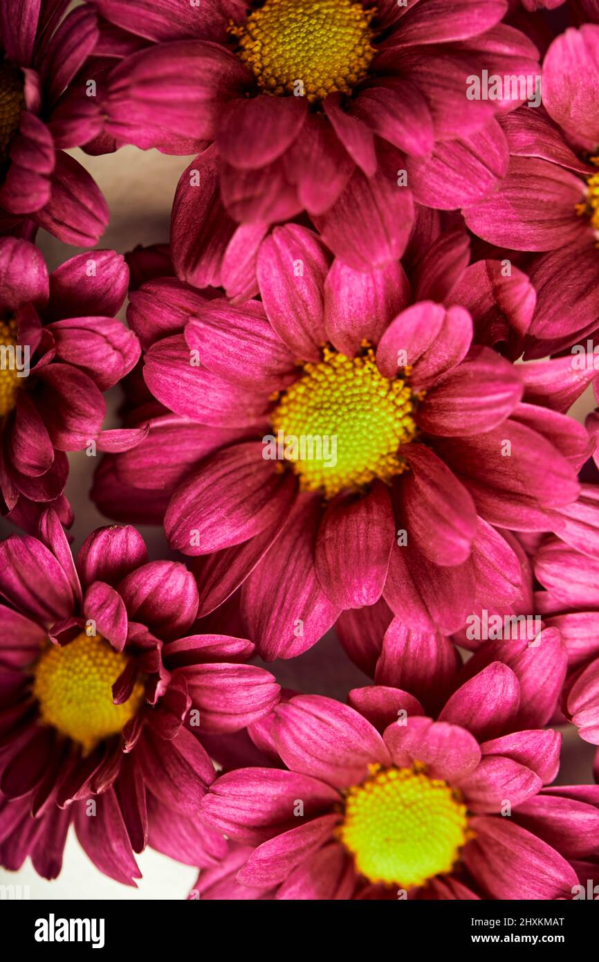 Conjunto de cabezales de flores rosas aislados, con diseño plano, primer plano, vista superior. Flores en flor púrpura rosada. Aroma, Flora, Concepto herbario Foto de stock