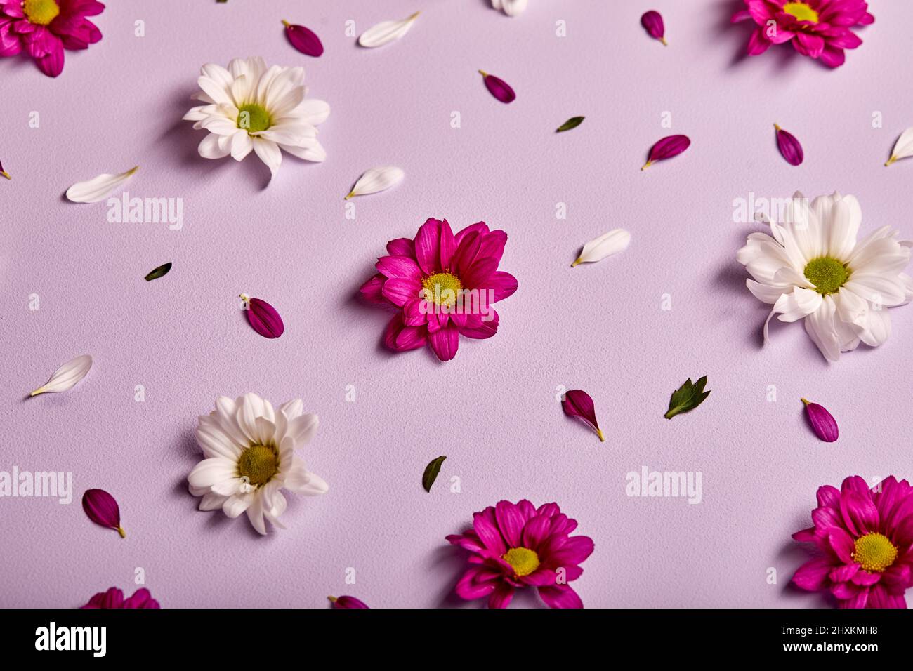 Hermosa composición de flores. Patrón de crisantemos, flores de primavera y verano sobre fondo rosa. Plana, vista superior, espacio de copia. Flor, flora CO Foto de stock
