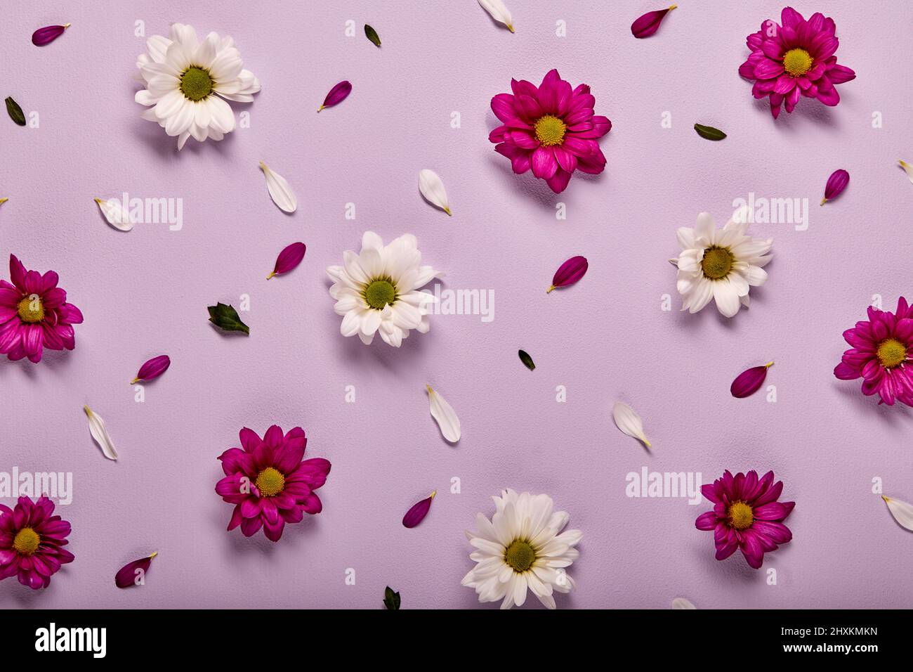 Hermosa flor rosada y blanca gerbera aislada sobre fondo de pared rosa pastel, plana. Flor, flora, detalles concepto de diseño. Vista superior Foto de stock