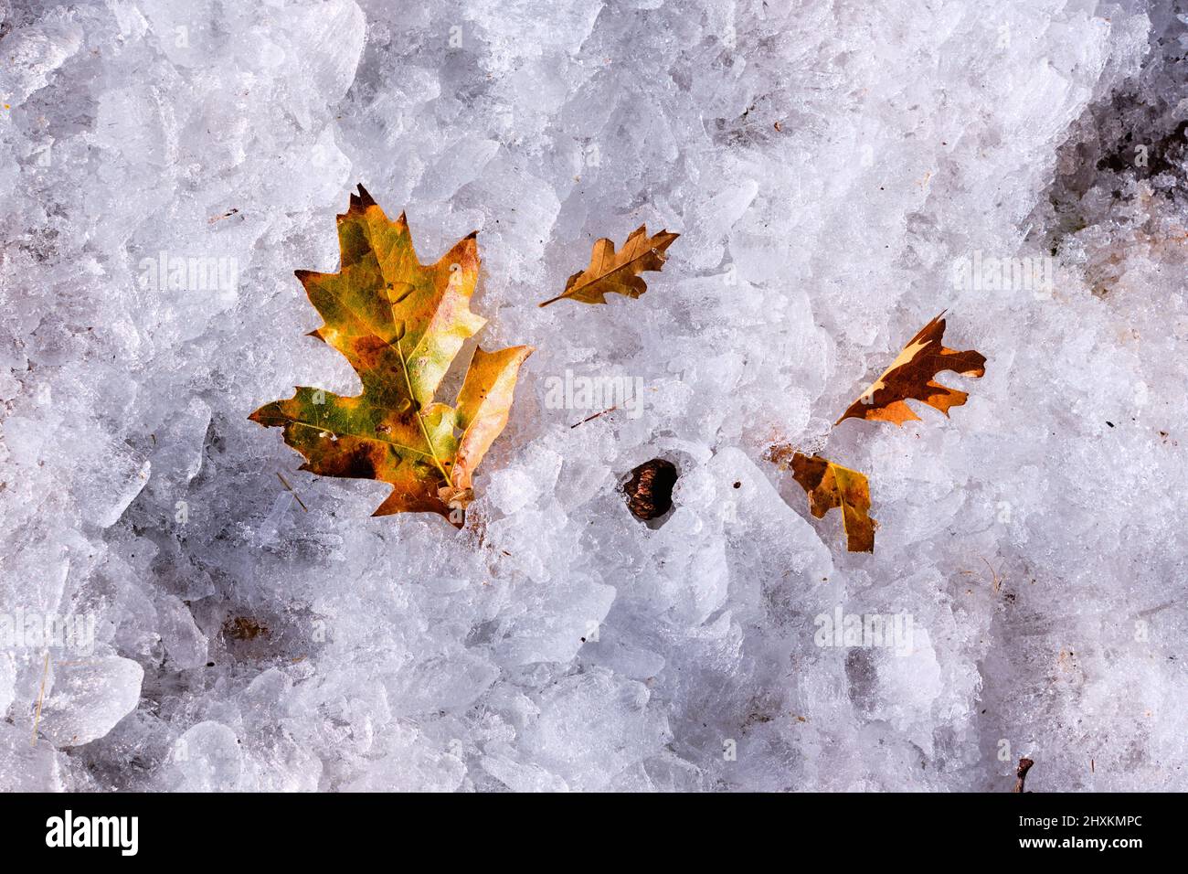 Otoño e invierno: Las hojas de roble negro se tornaron doradas sobre la alfombra congelada de pellets de hielo Foto de stock