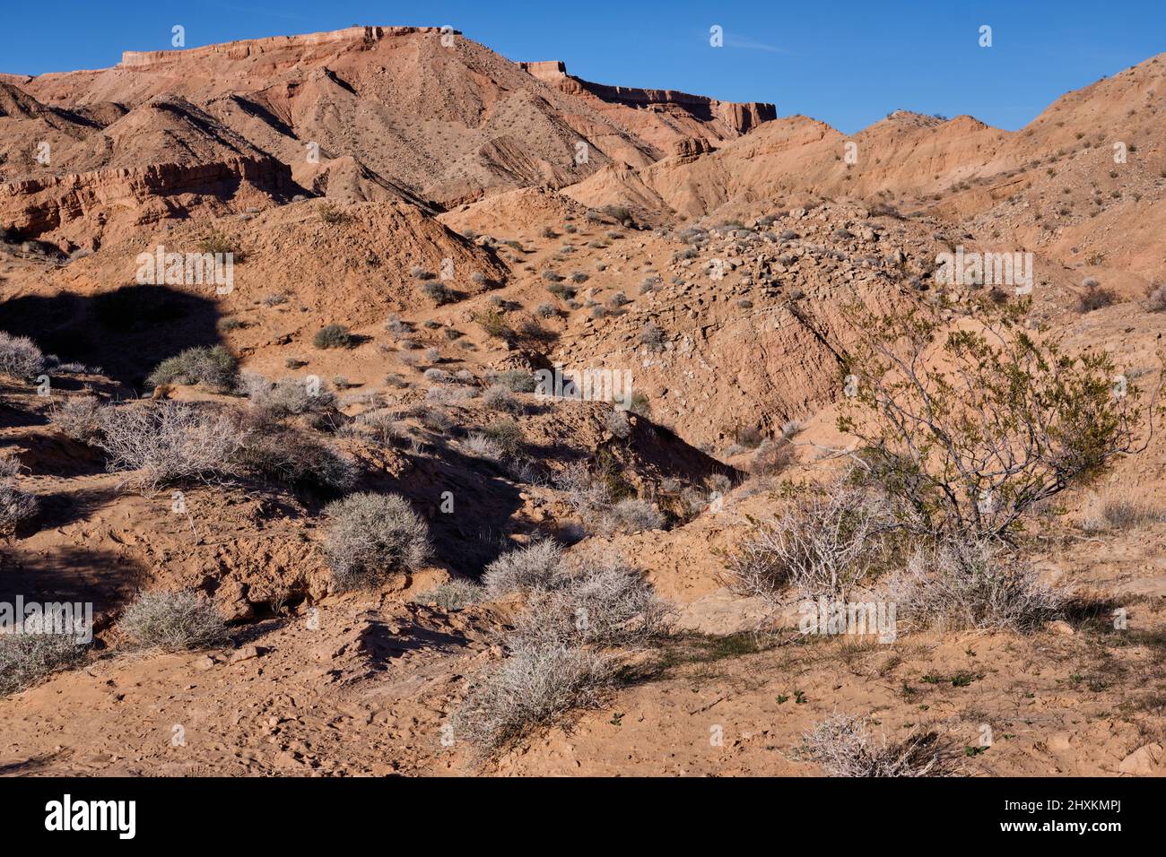 Sendero para caminatas a Flat Top Mesa a través de las colinas secas y óseas cerca de Mesquite, Nevada Foto de stock